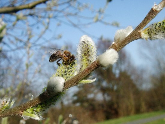 Biene auf Weidenblüte