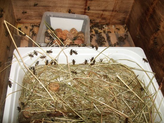 K1 5 Kg Zuckersirup