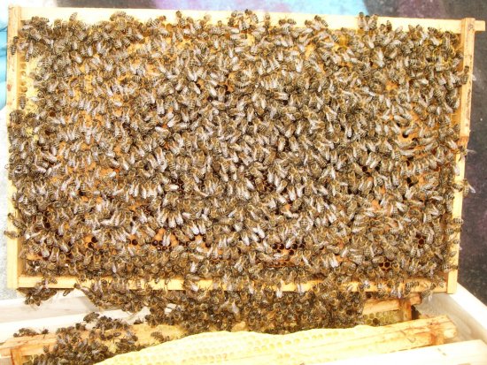 Rähmchen 2a