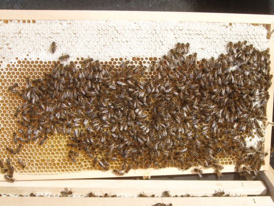 Bz2 Rähmchen 1a