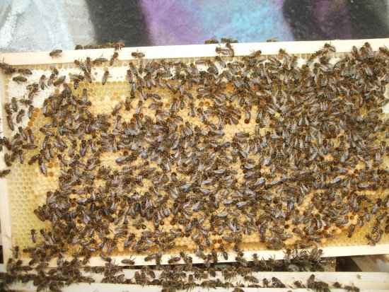 Rähmchen 3a