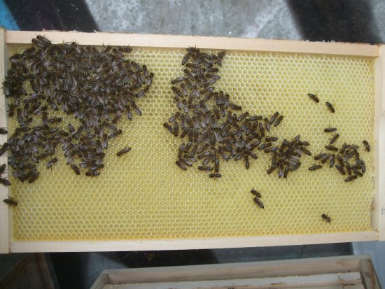Rähmchen 10a