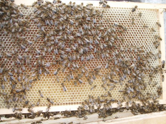 Rähmchen 10a