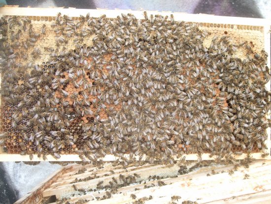 Rähmchen 5b