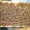 Verdeckelte Brut und Pollen. K1B2R3b