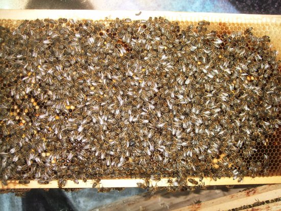 Pollen. K1B2R1b