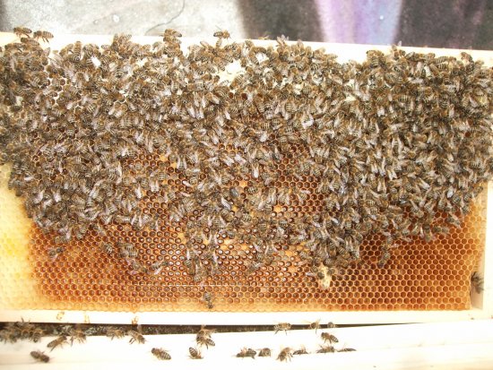 Rähmchen 7a