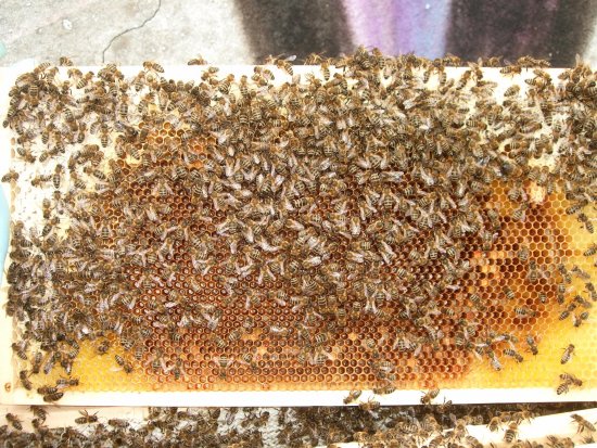 Rähmchen 6a