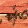 Bee project
