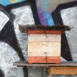 Bienenprojekt