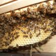 Bienenprojekt