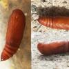 Insektenpuppe im Wachs