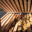 Bee project