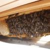 Dicke Bienen