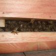 Bienenprojekt