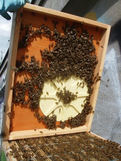 Bienenflucht