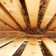 Bienenprojekt