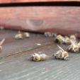 Bee project