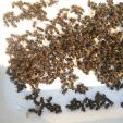 Bienenprojekt