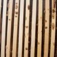 Bienenprojekt
