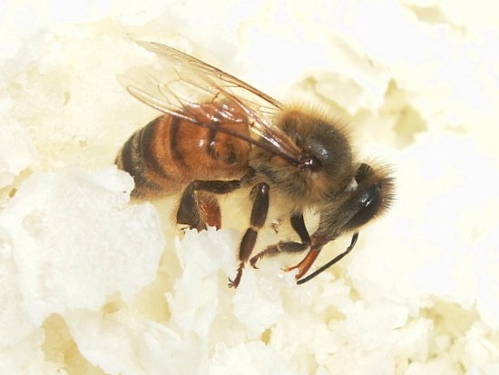 Neue Bienensorte