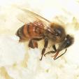 Bienenprojekt