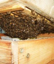 Traube in der Bodenzarge
