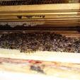 Bienenprojekt