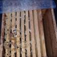 Bienenprojekt