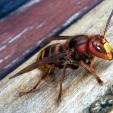 Bee project