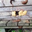 bienenleben