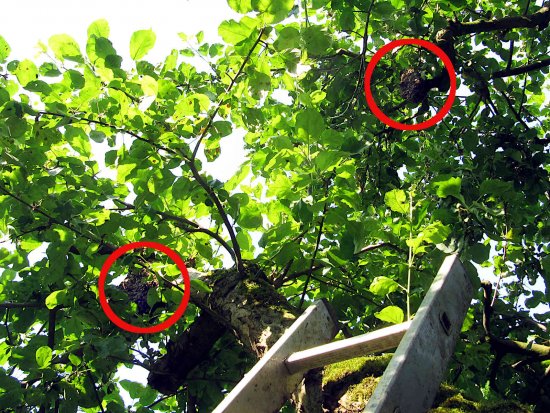 K4. Bienenschwarm im Apfelbaum.