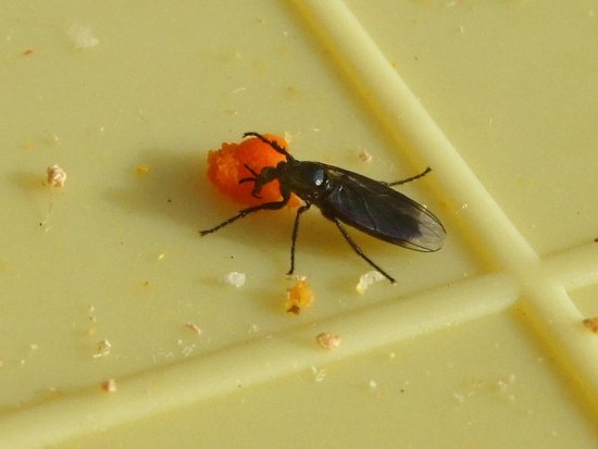 Kleine Fliege frißt Pollen