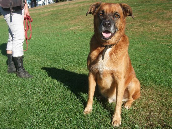 Hannibal, 9 Jahre