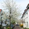 Bäume in der Stadt