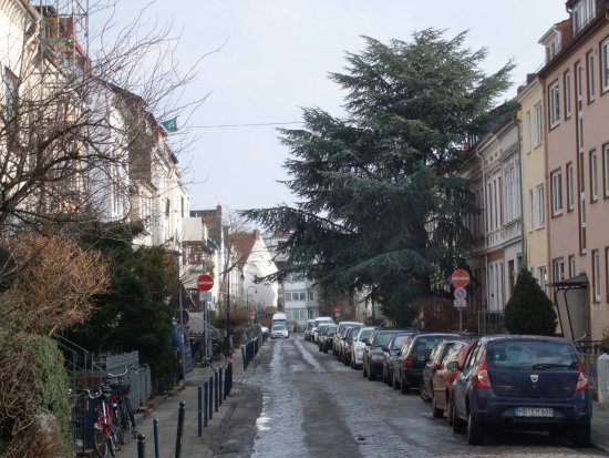 Zeder in der Prangenstraße.