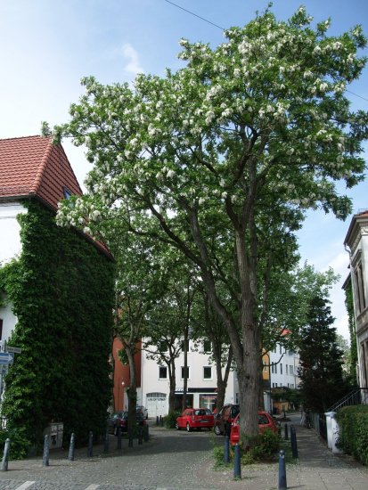Robinienblüte.