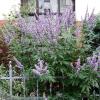 Vitex-Strauch