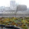 Wildnis in der Stadt