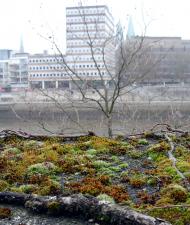 Wildnis in der Stadt