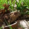 Erdkröte (Bufo bufo)