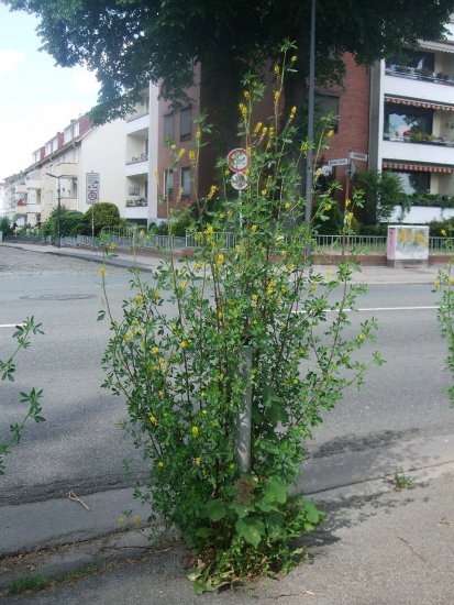 Steinklee