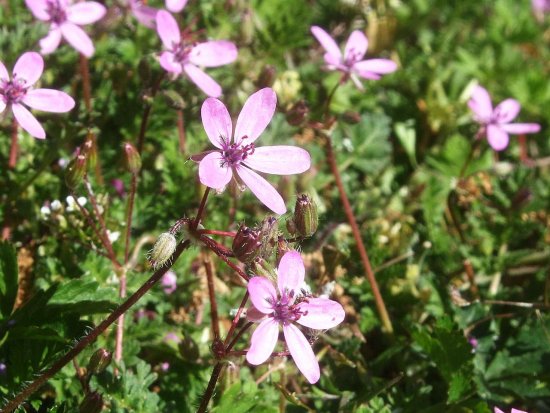 Reiherschnabel (Erodium)
