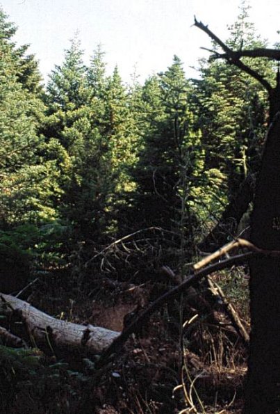 Tannenwald