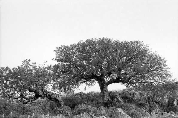 Schattenbäume (Ceratonia sliquastrum)