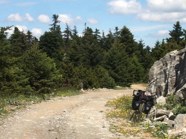 Forstweg im Tannenwald