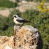 Mittelmeer-Steinschmätzer (Oenanthe hispanica)