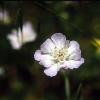 Scabiose spec.