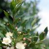 Myrte (Myrtus communis)