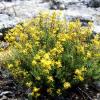 Krähenbeeren-Johanniskraut (Hypericum empetrifolium)